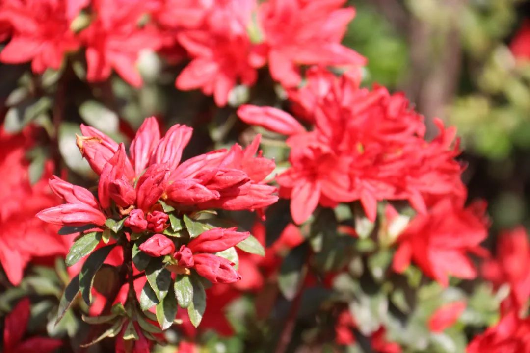 杜鹃花开，映山红！