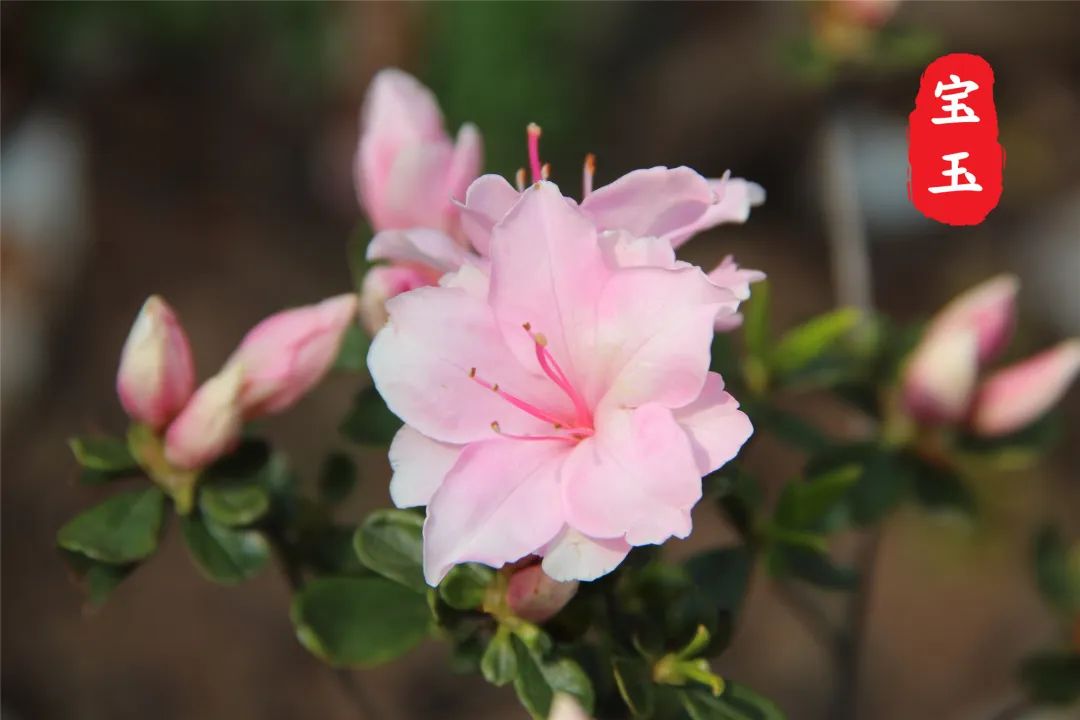 杜鹃花开，映山红！