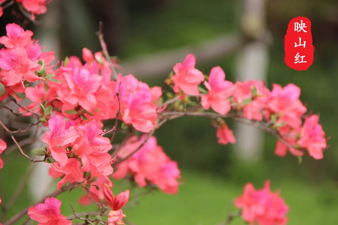 杜鹃花开，映山红！