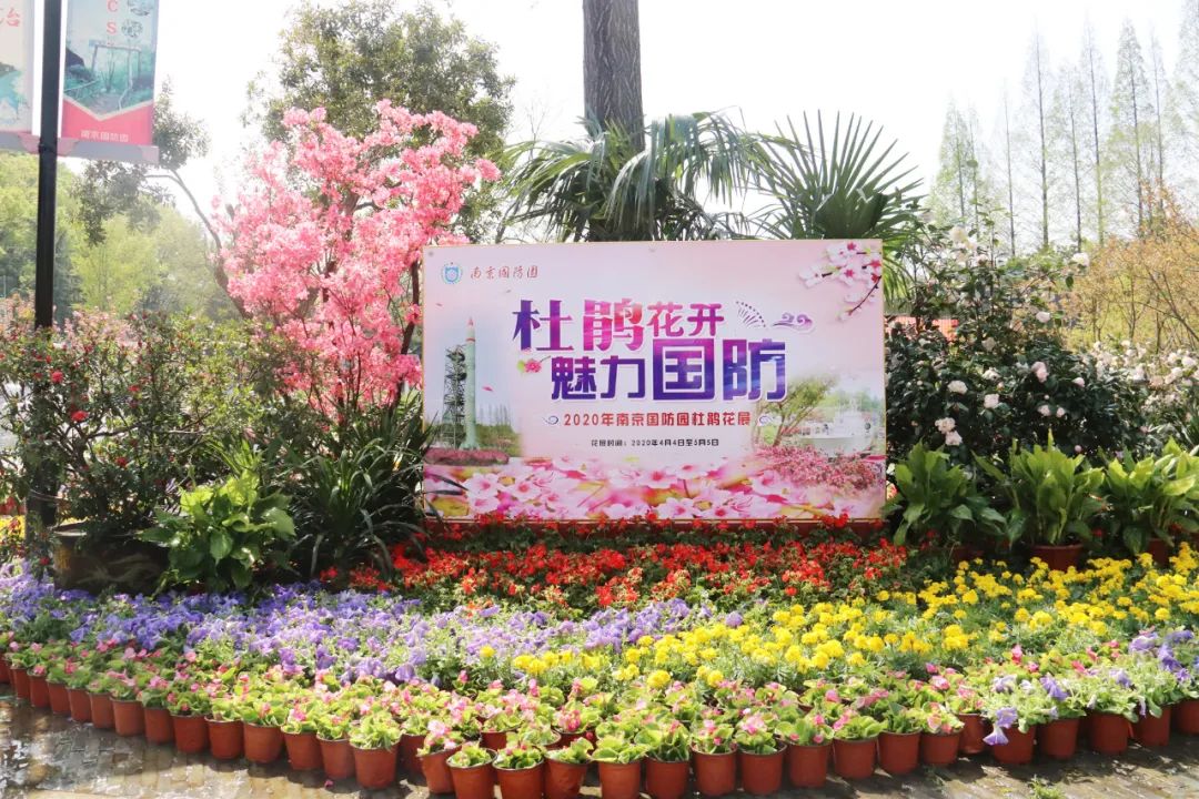 杜鹃花开,映山红!-武穆逸仙