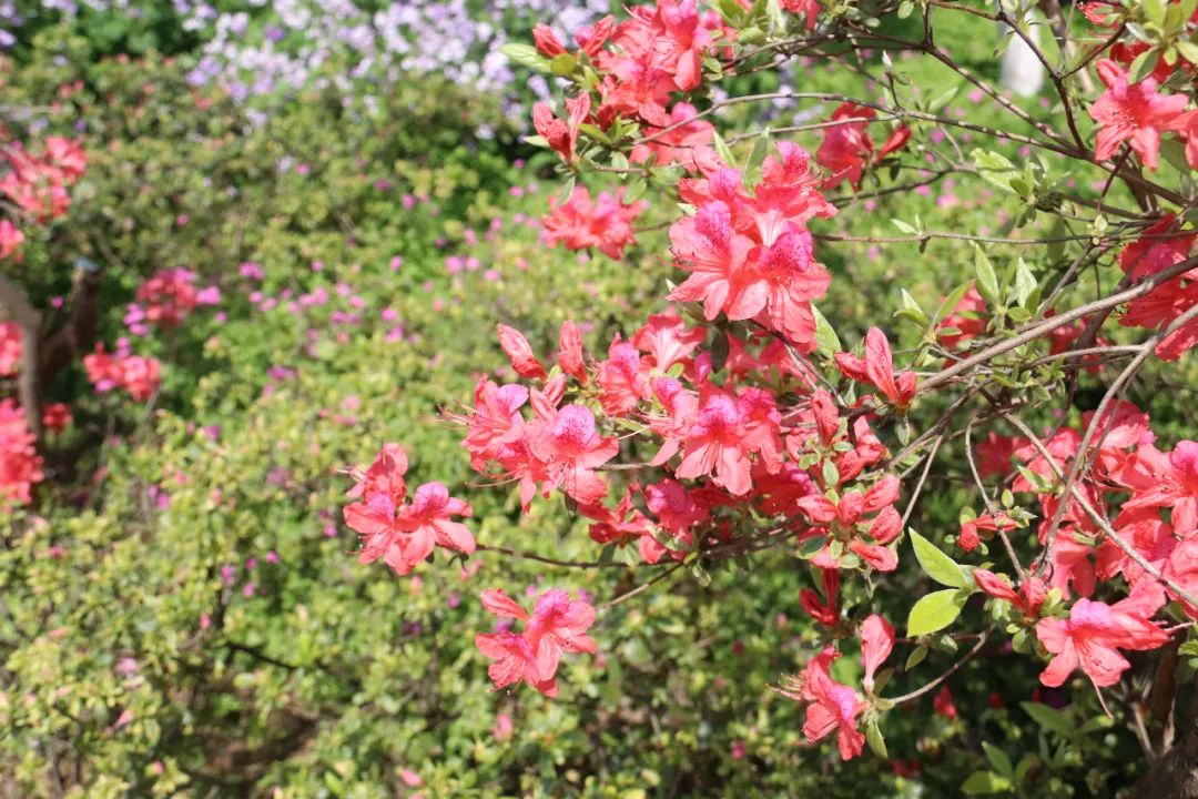 杜鹃花开，映山红！