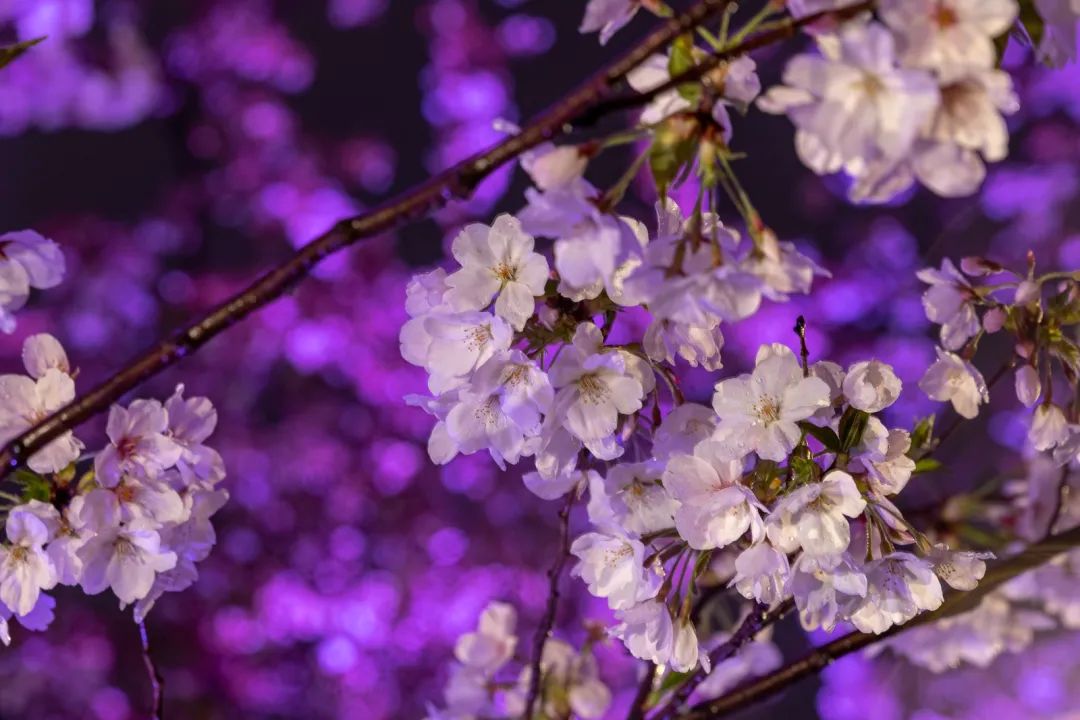 百花闹春，玄武湖的夜樱尽显芳华！