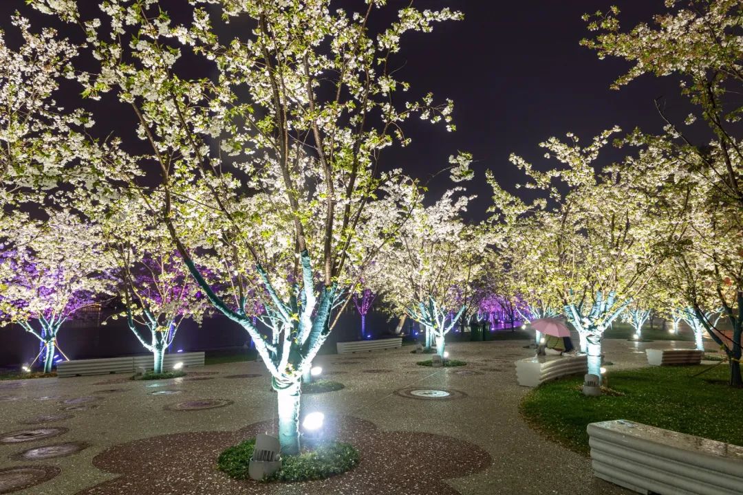 百花闹春，玄武湖的夜樱尽显芳华！