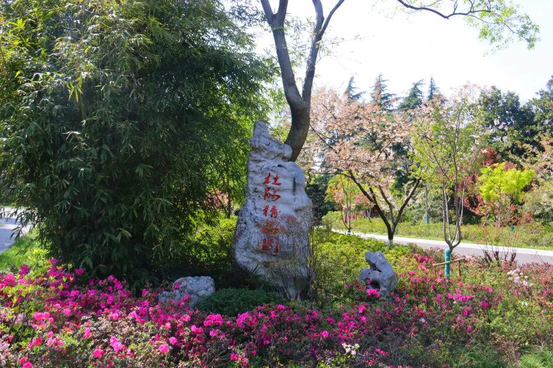 杜鹃花开，映山红！