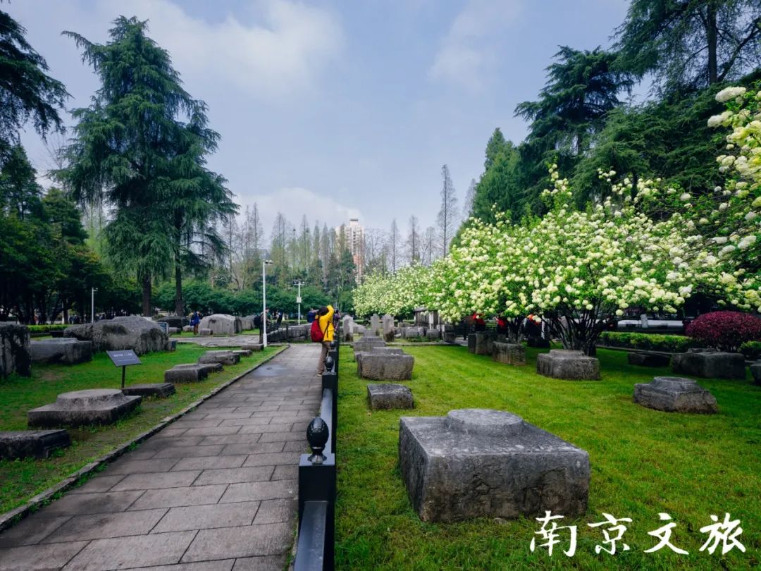 已是人间四月天，南京这座雅致公园花事正当时！