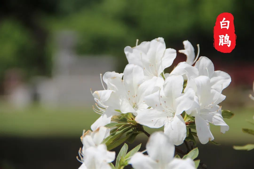 杜鹃花开，映山红！