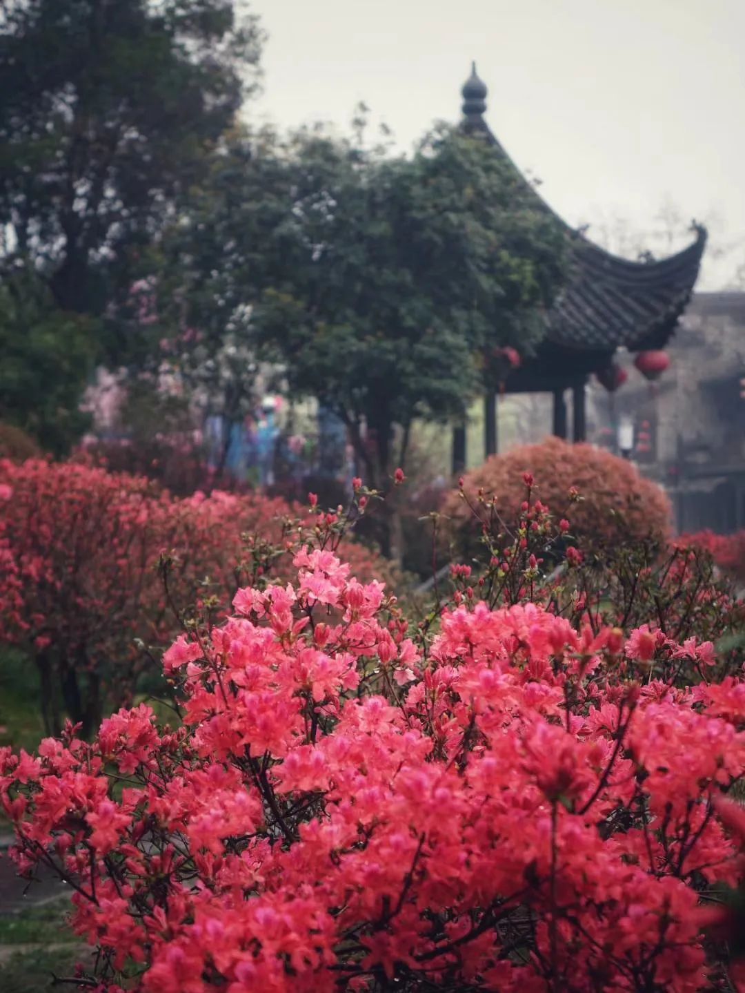 老门东里春意浓,缤纷花境美不胜收! 老门东里春意浓,缤纷花境美不胜收!