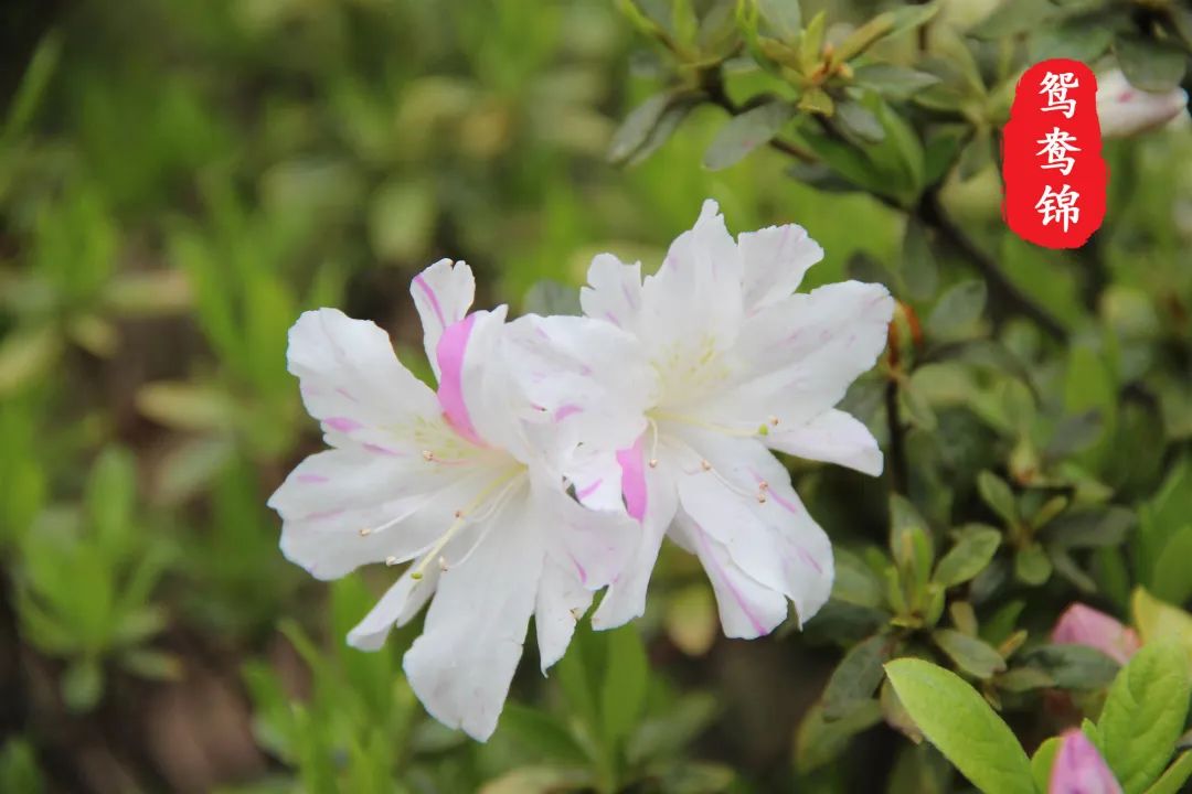 杜鹃花开，映山红！