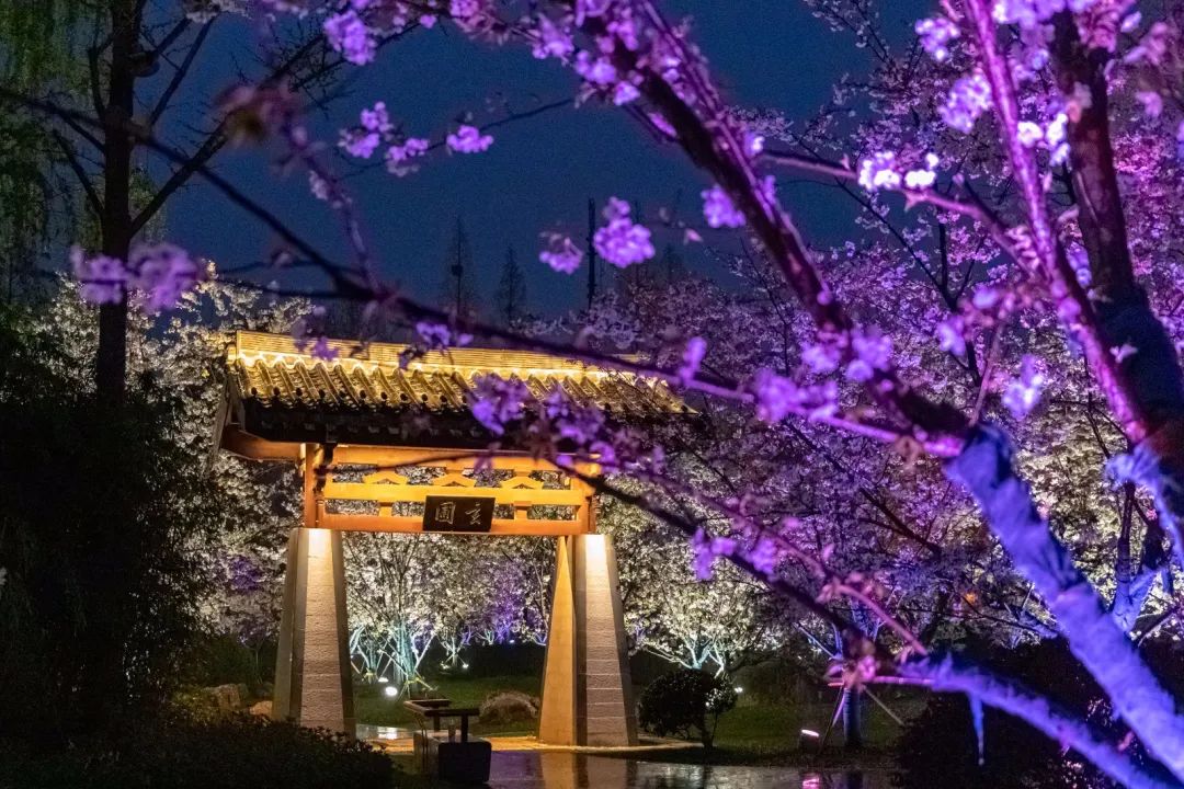 百花闹春，玄武湖的夜樱尽显芳华！