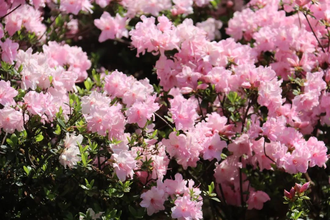 杜鹃花开，映山红！