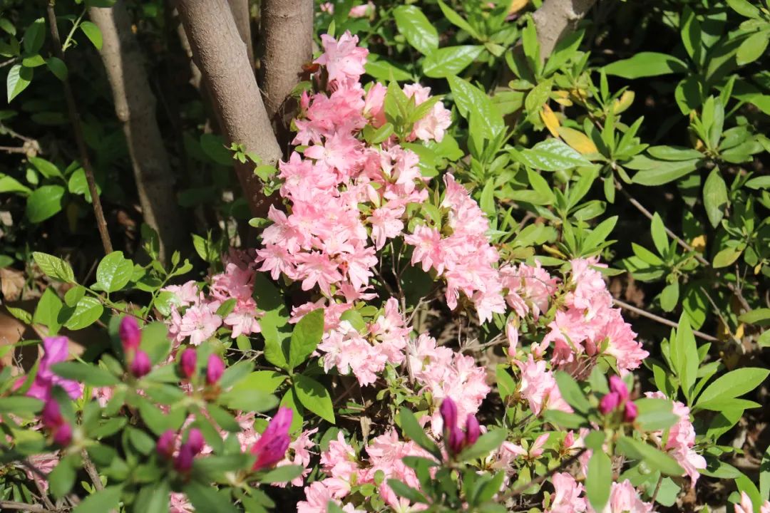 杜鹃花开，映山红！