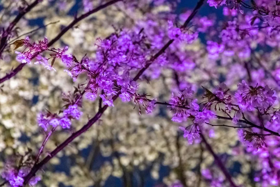 百花闹春，玄武湖的夜樱尽显芳华！
