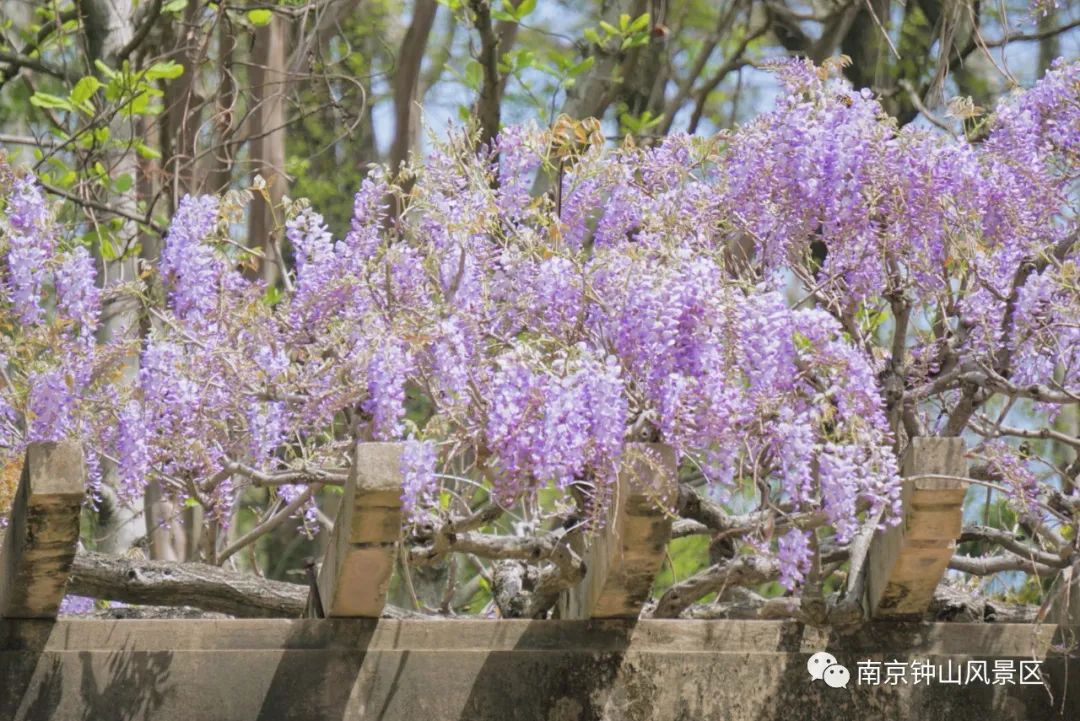 紫色花海悄然盛放，这里已美成人间仙境！