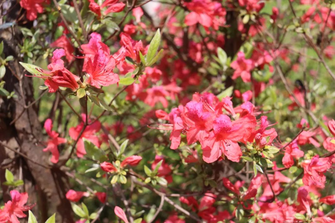 杜鹃花开，映山红！