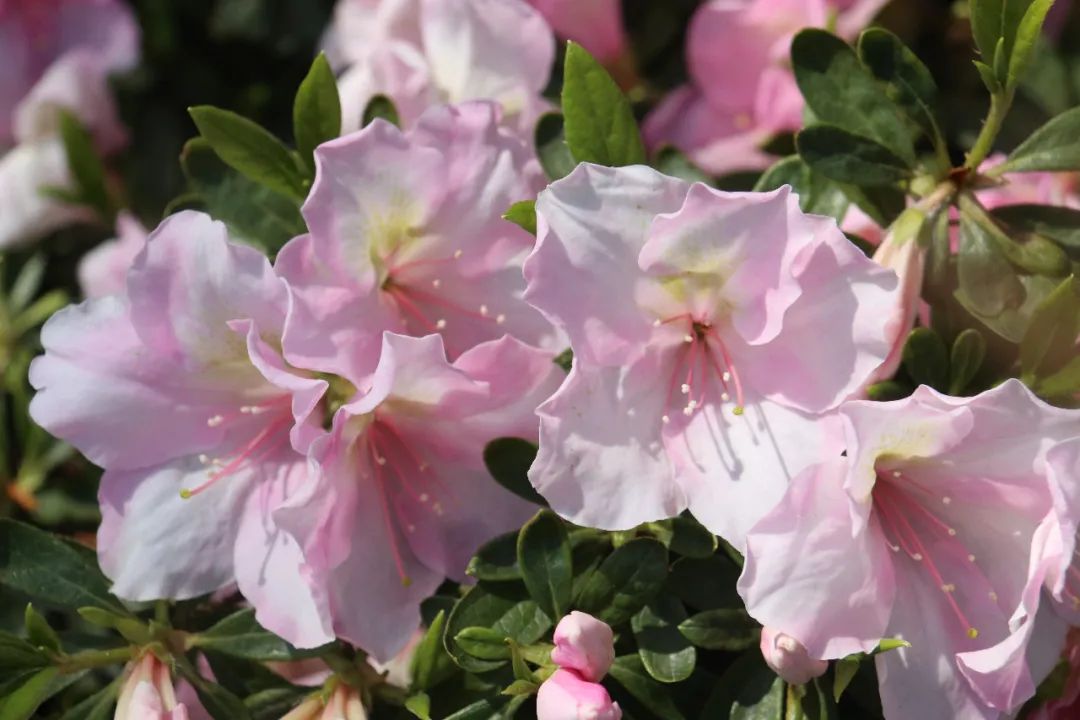 杜鹃花开，映山红！