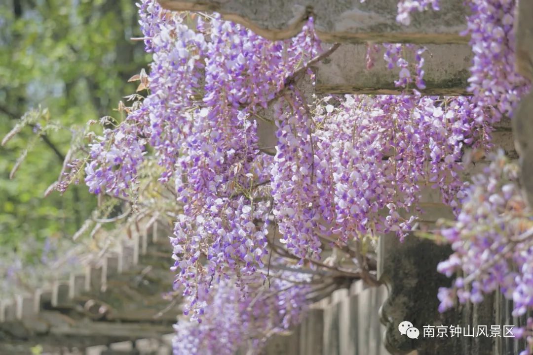 紫色花海悄然盛放，这里已美成人间仙境！