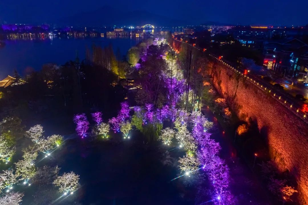 百花闹春，玄武湖的夜樱尽显芳华！