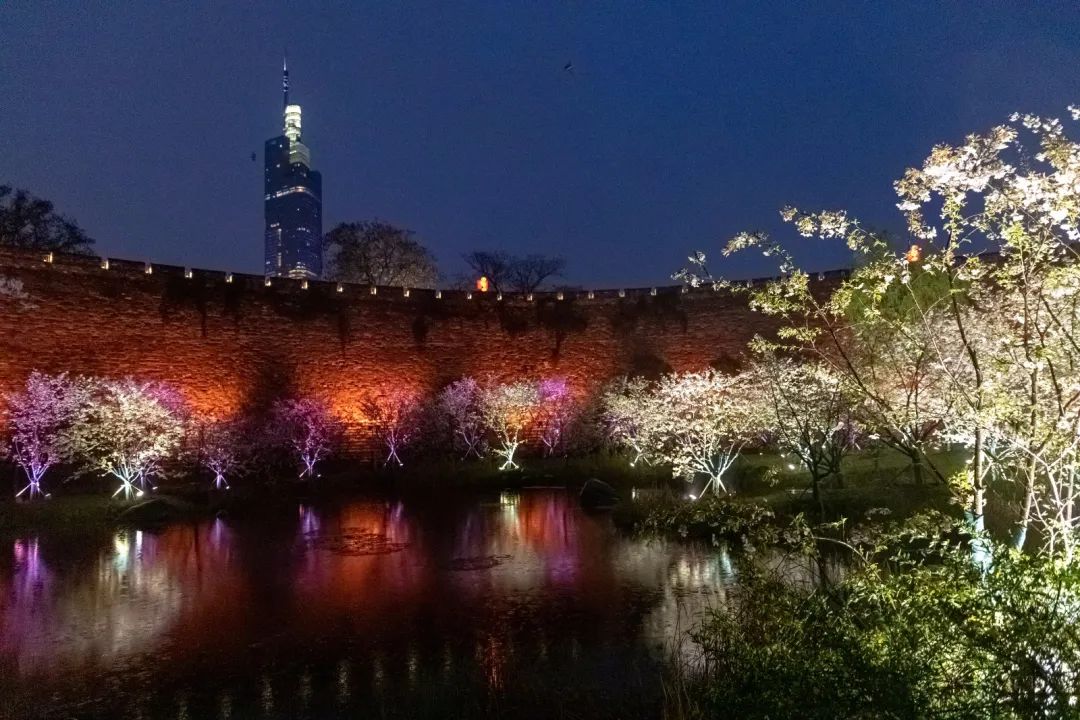 百花闹春，玄武湖的夜樱尽显芳华！