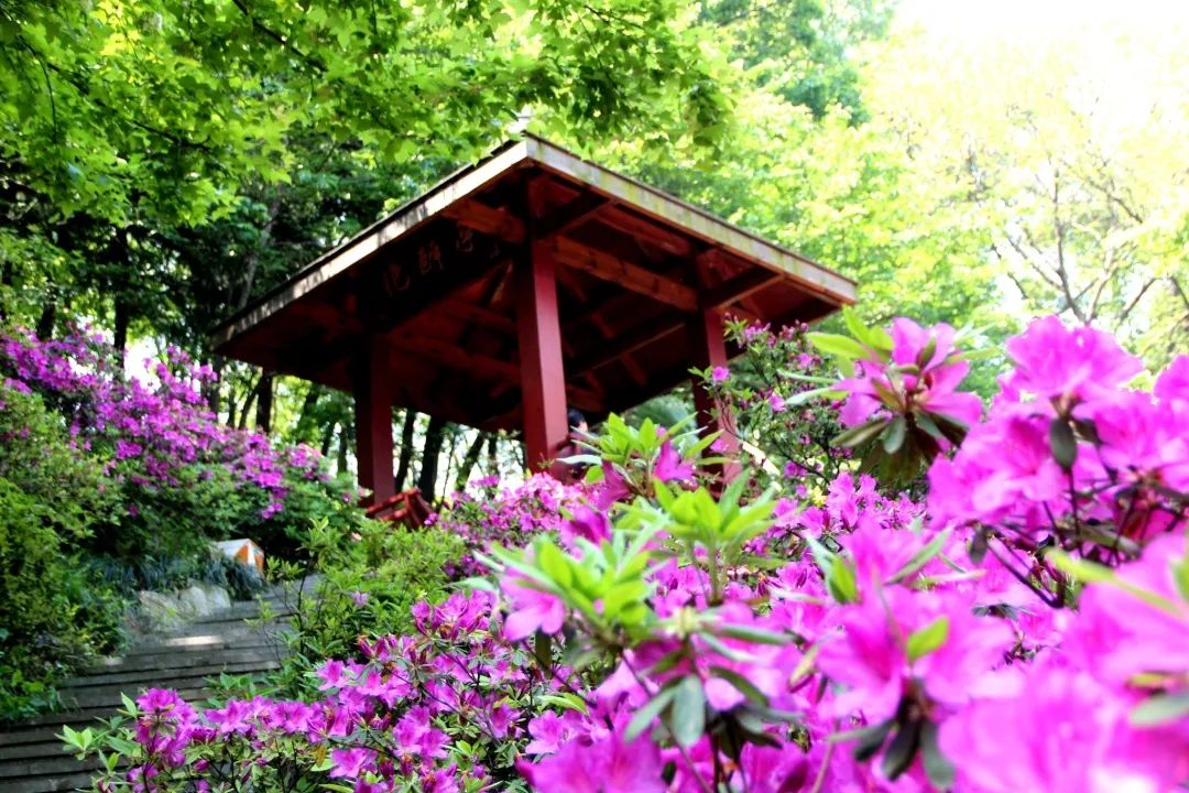 杜鹃花开，映山红！