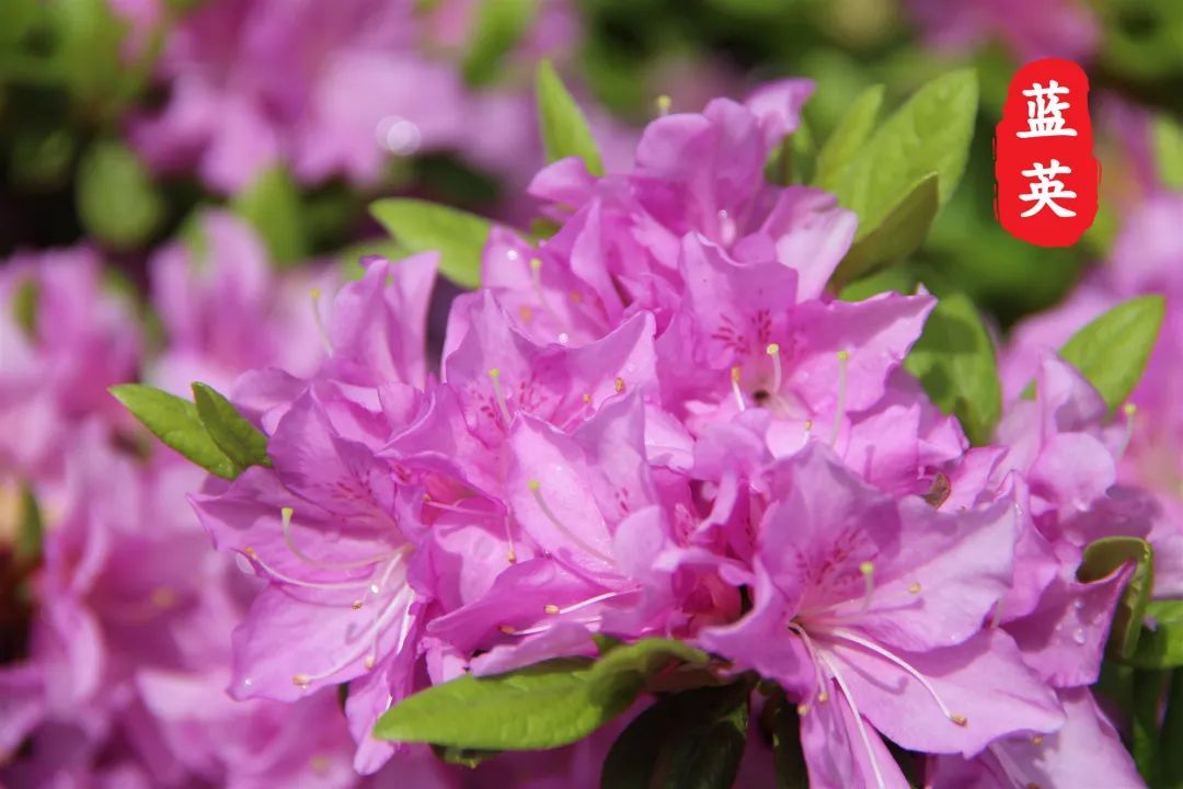 杜鹃花开，映山红！