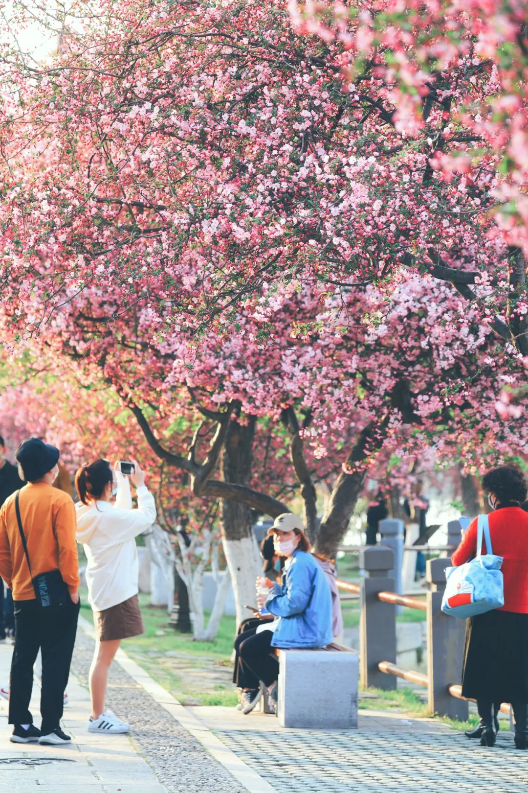 一波高清美景大图，来回顾莫愁海棠花会的“高光时刻”！