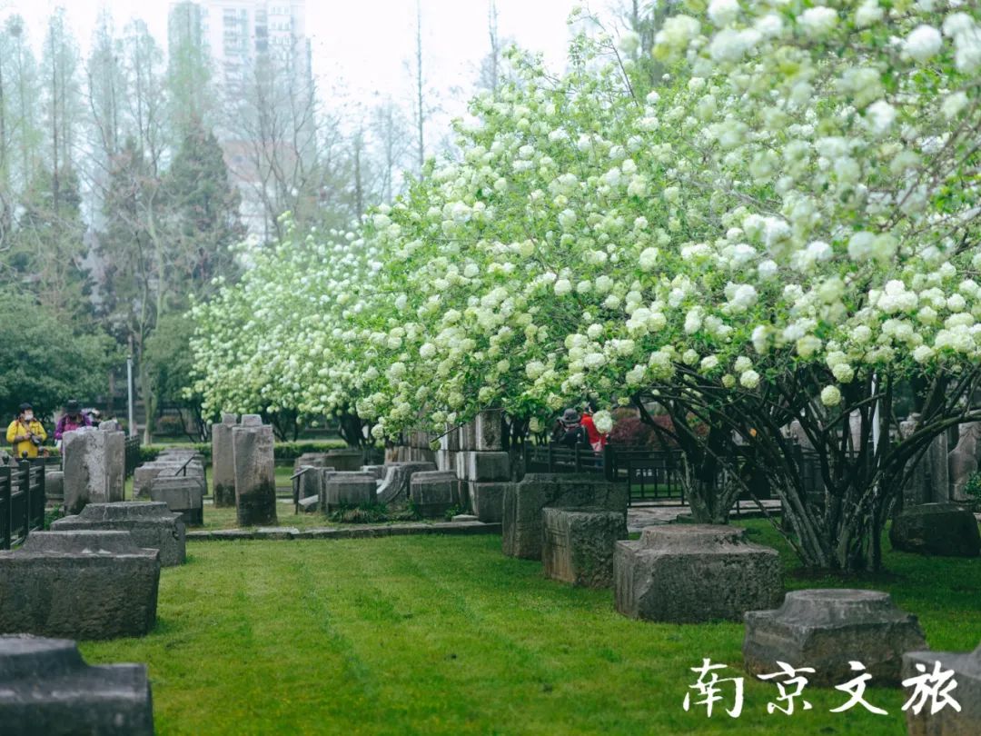 已是人间四月天，南京这座雅致公园花事正当时！