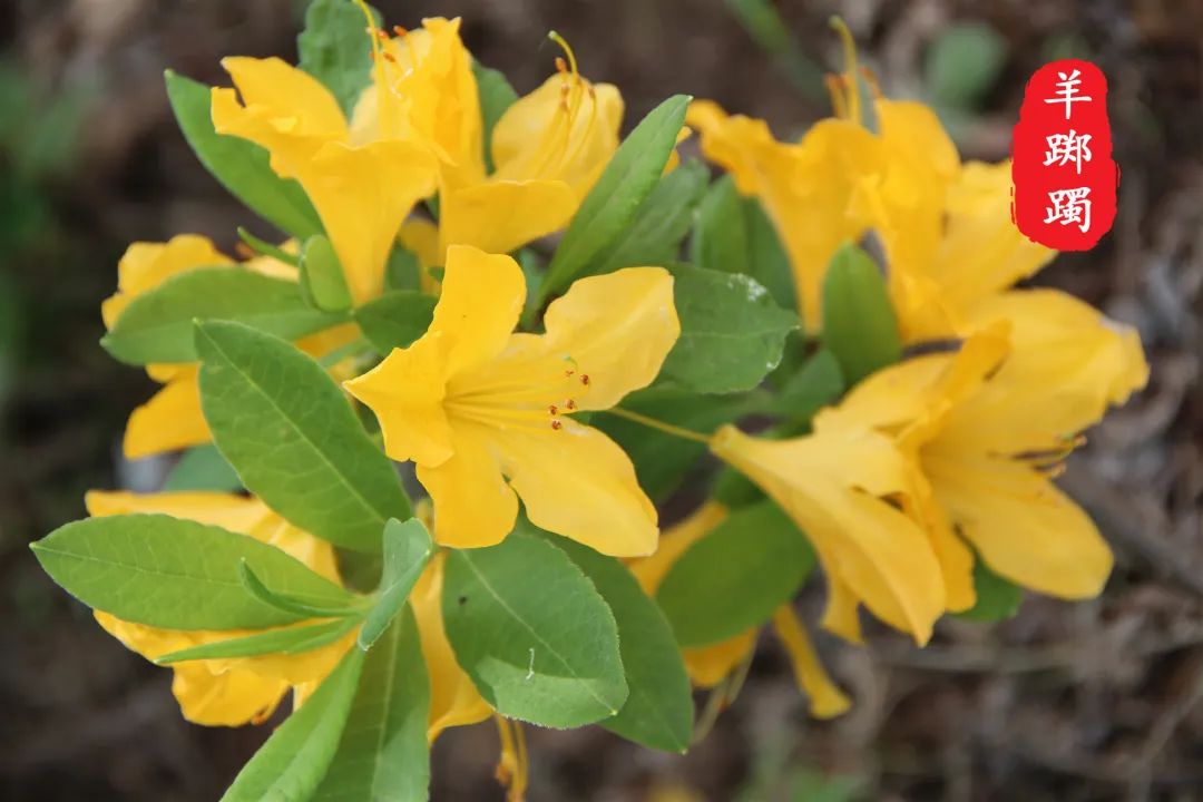 杜鹃花开，映山红！