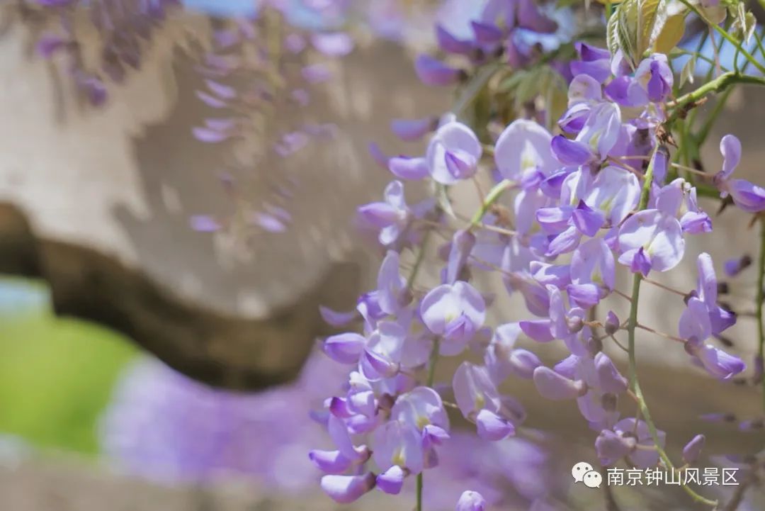 紫色花海悄然盛放，这里已美成人间仙境！