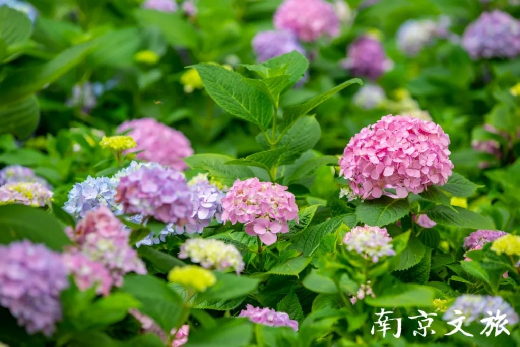 绣球花开,南京这座公园美成了油画!-武穆逸仙