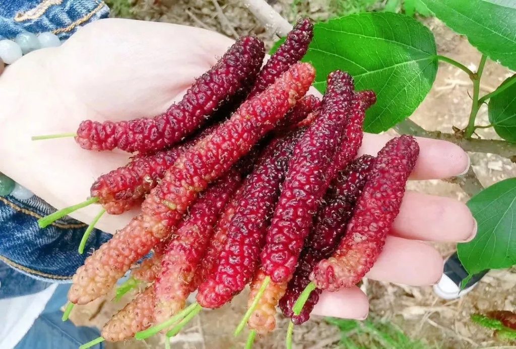繁花似锦、瓜果飘香,赴一场初夏之约!-武穆逸仙