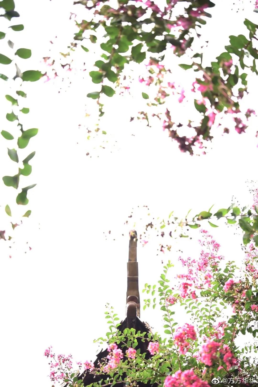 紫薇开了,等你来!-武穆逸仙