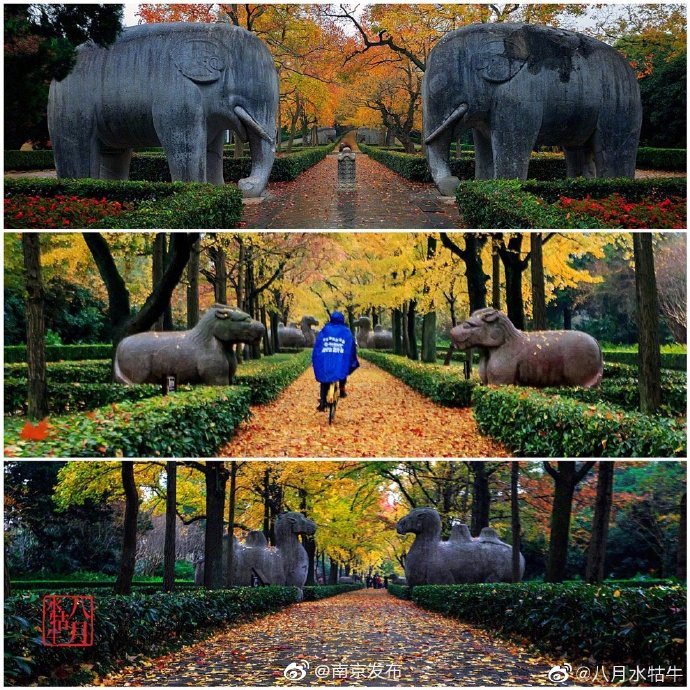 那一抹金黄与南京城的邂逅-武穆逸仙