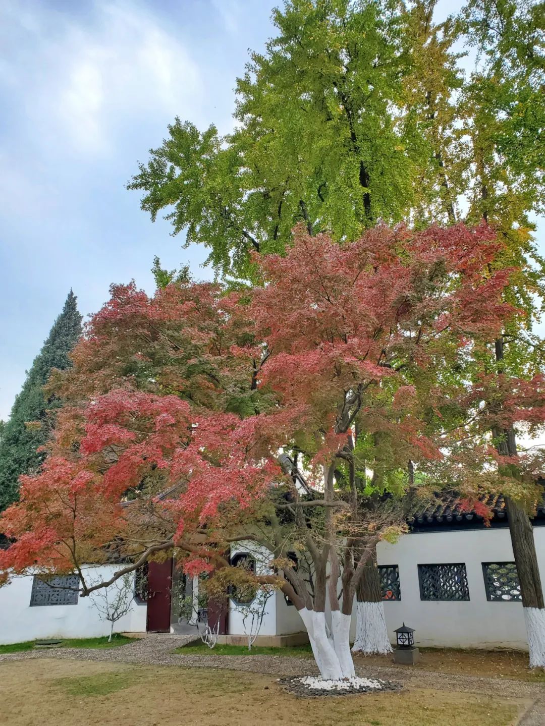 莫愁湖内，这抹金黄正蓄势待发