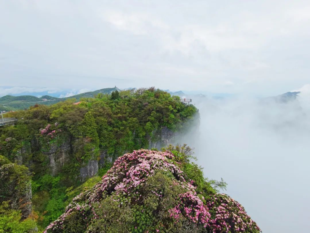 龙头山赏花观云季 | 初夏去哪玩？走进“云顶花境”赏杜鹃、观云海、星空露营，将快乐“一网打尽”~